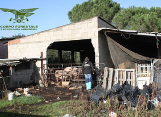 sardegna allevamenti abusivi corpo forestale sanzioni