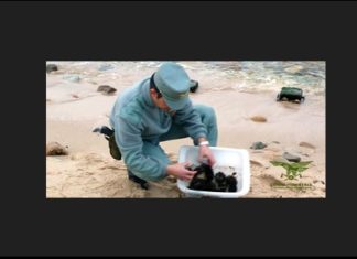 ricci di mare sardegna corpo forestale tutela