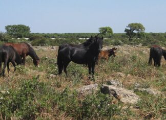 sardegna